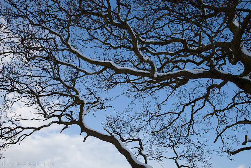 Snowy Tree