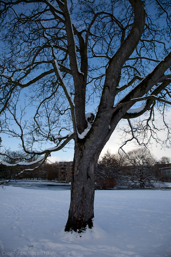 Snowy Tree