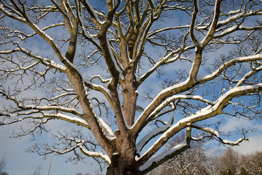 Snowy Tree