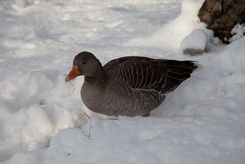 Greylag Goose