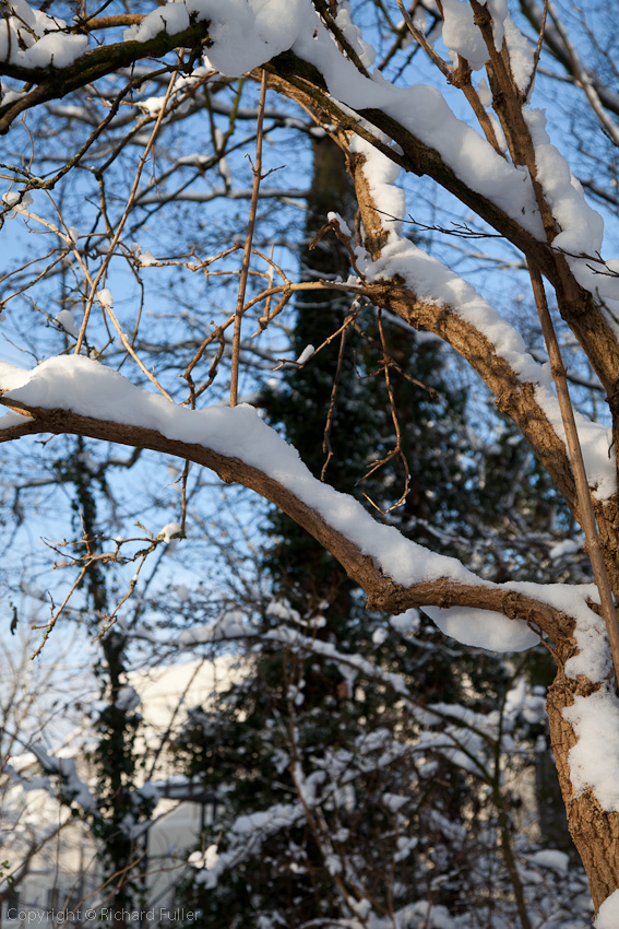 Snowy Tree